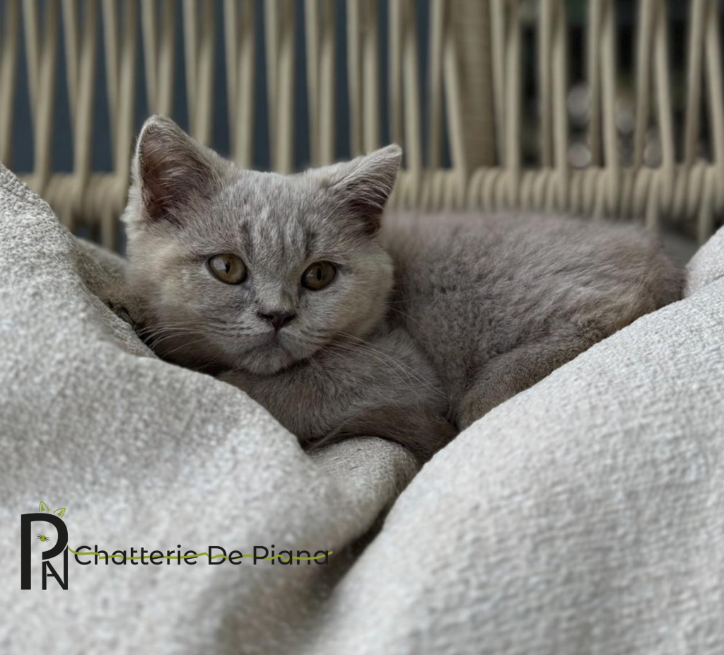 Tarif & conditions British Shorthair