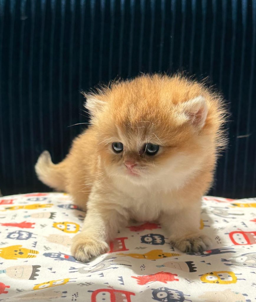 Chatons British shorthair Nîmes