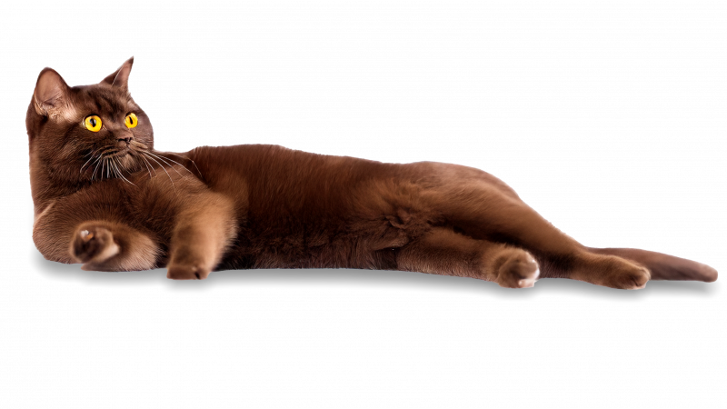 Vente et élevage chat british shorthair Nîmes