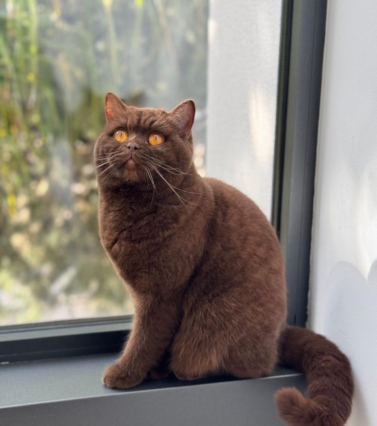 British Shorthair reproducteurs Nîmes