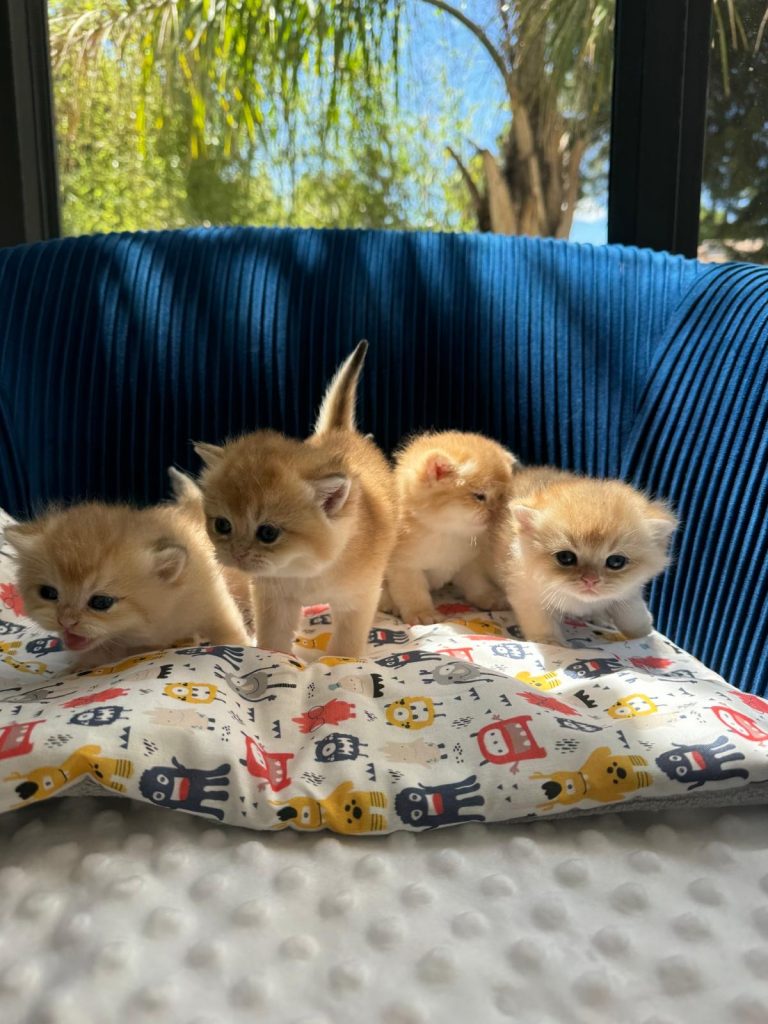 Chatons British shorthair Nîmes
