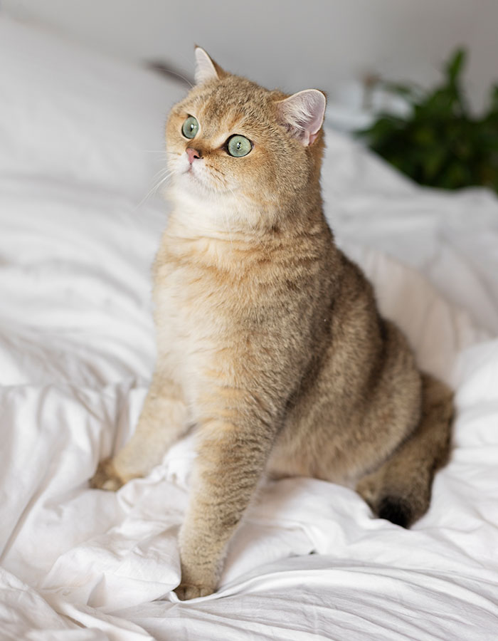 Vente et élevage chat british shorthair Nîmes Élevage chat british shorthair Nîmes