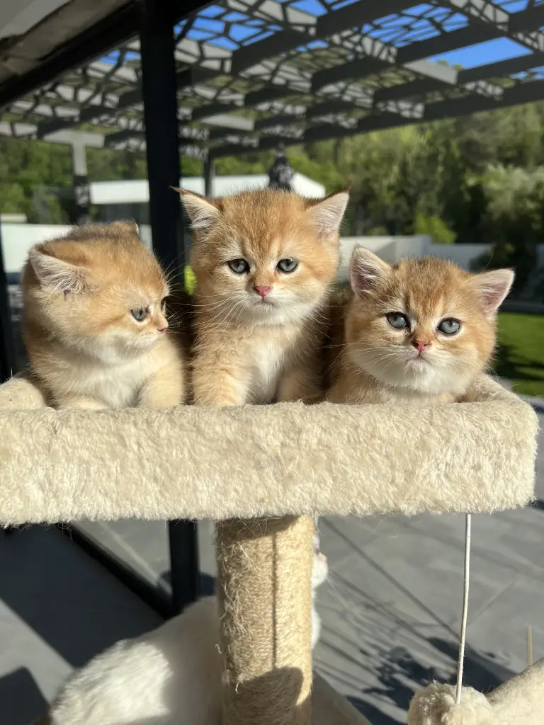 Chatons British shorthair Nîmes