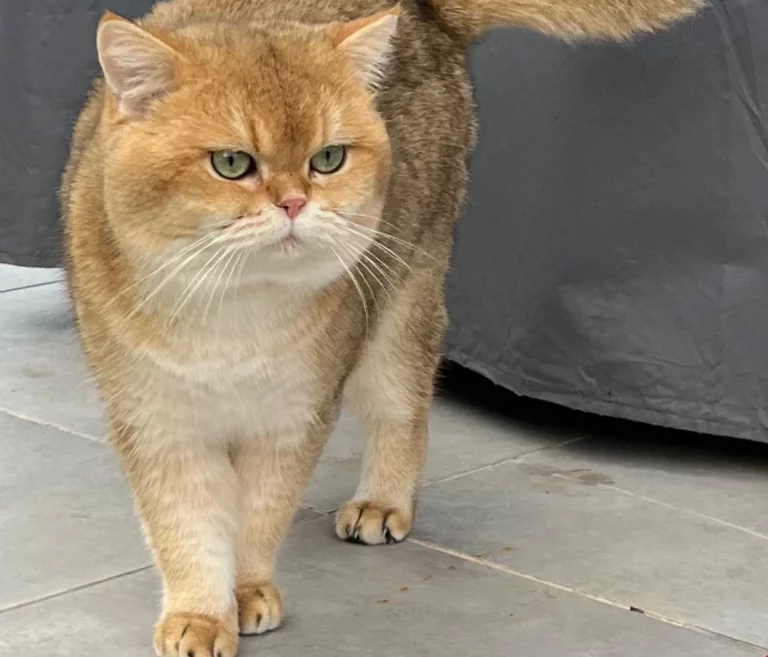 British Shorthair reproducteurs Nîmes