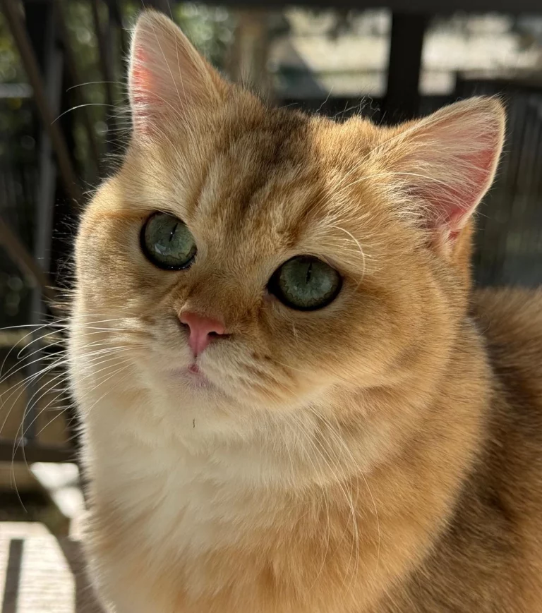 British Shorthair reproducteurs Nîmes