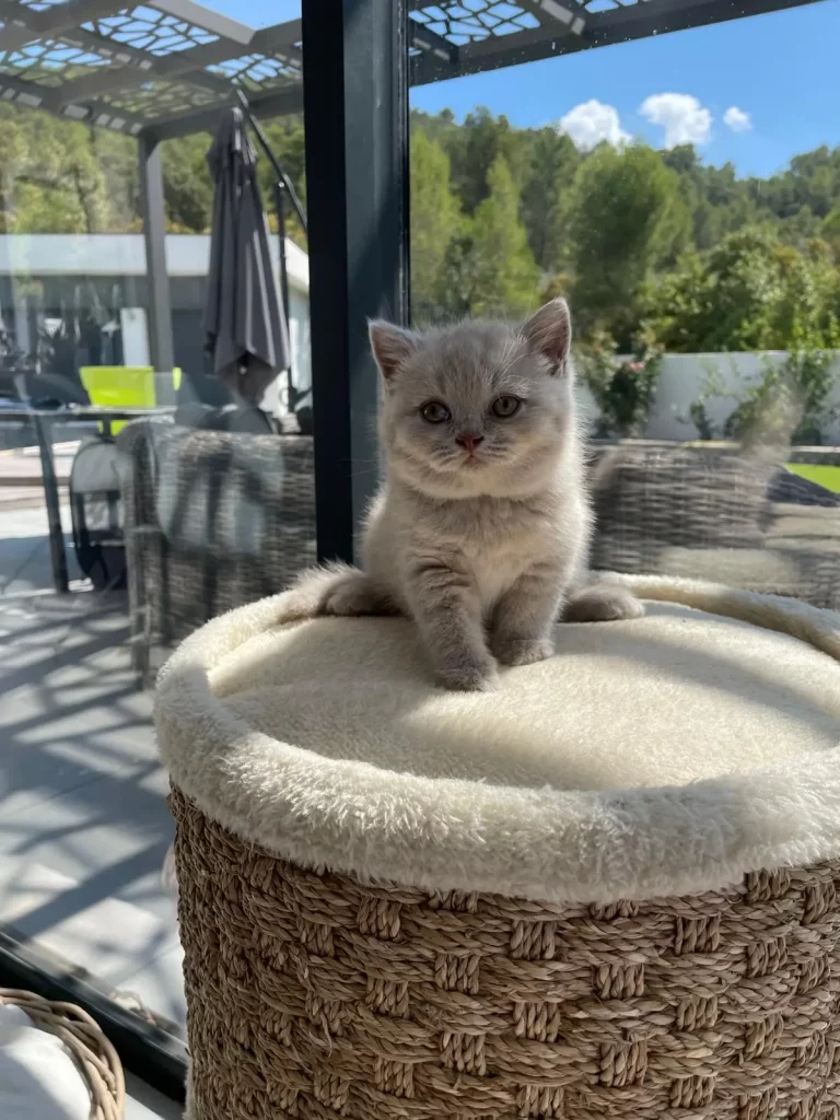 Chatons British shorthair Nîmes
