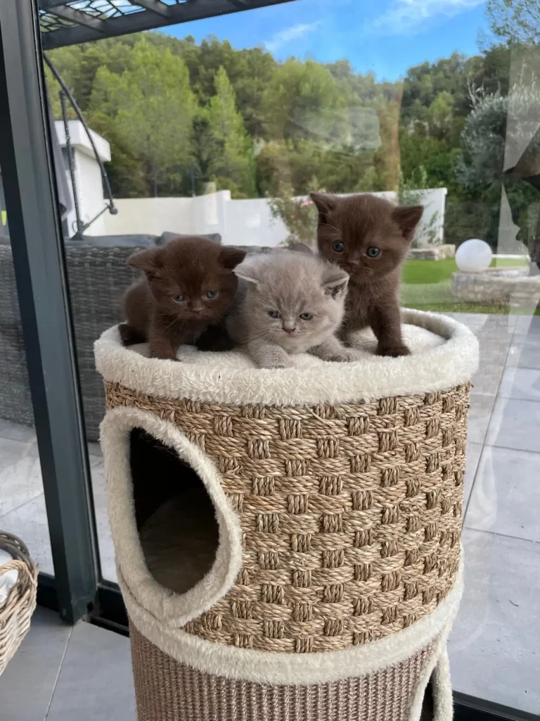 Chatons British shorthair Nîmes