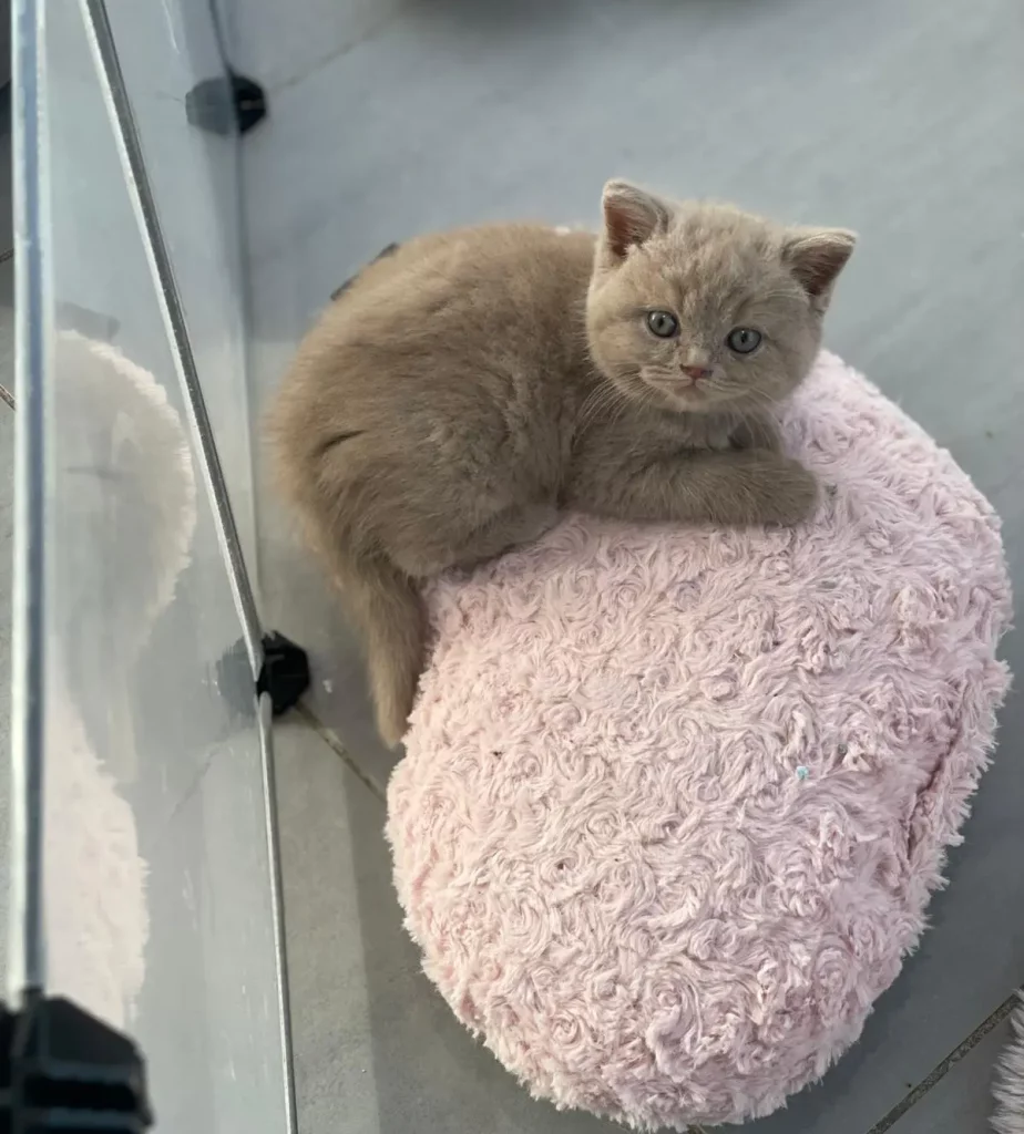 Chatons British shorthair Nîmes