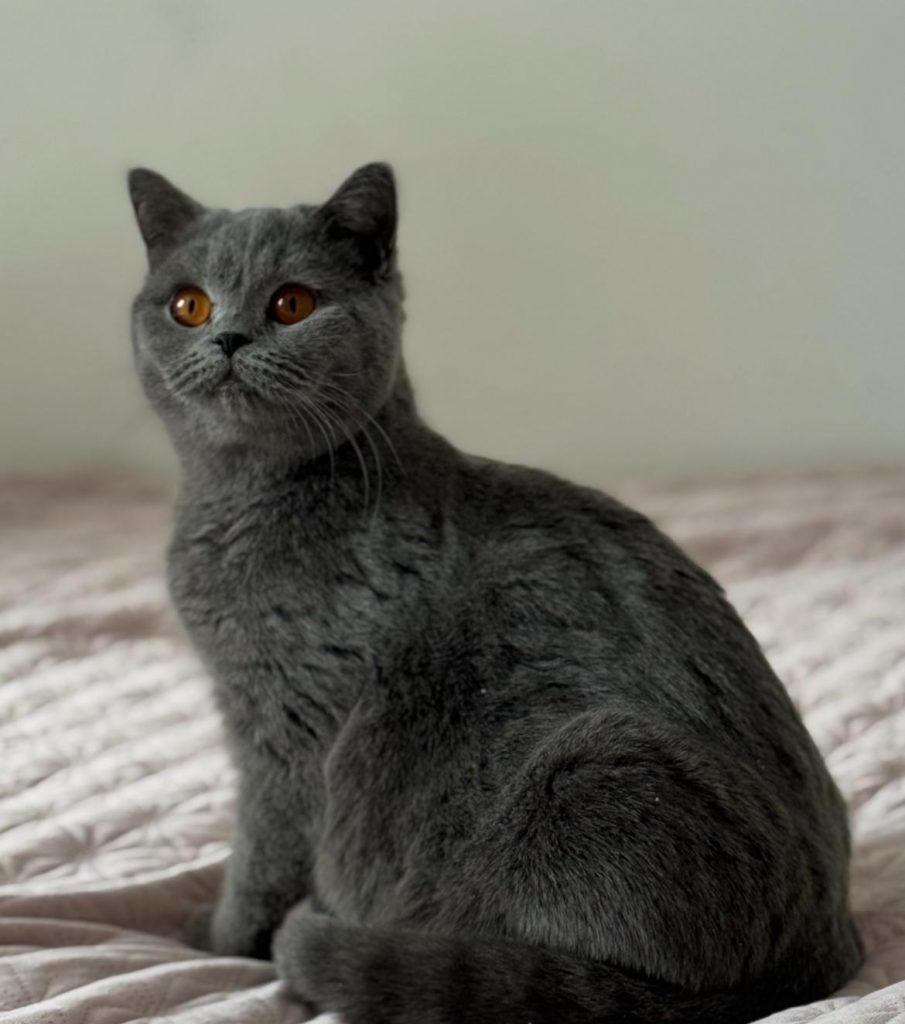 British Shorthair reproducteurs Nîmes