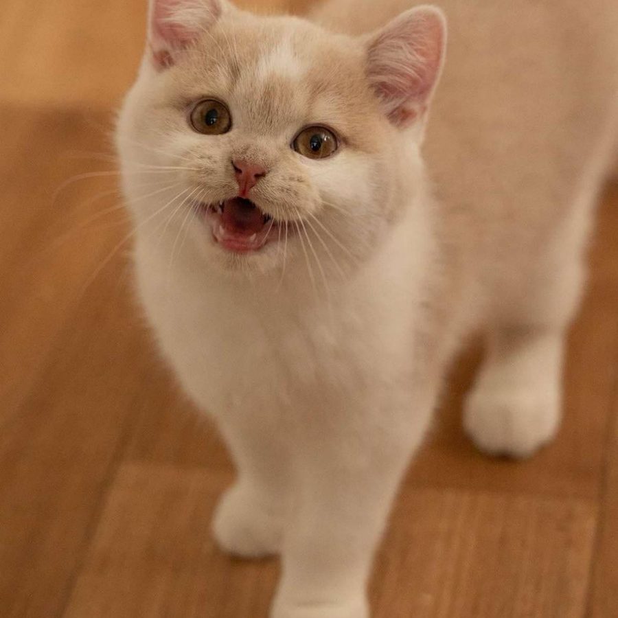 WhatsApp Image 2025-03-23 at 21.20.44