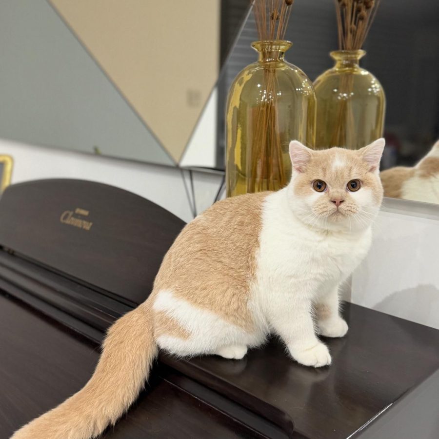 WhatsApp Image 2025-03-24 at 21.29.33