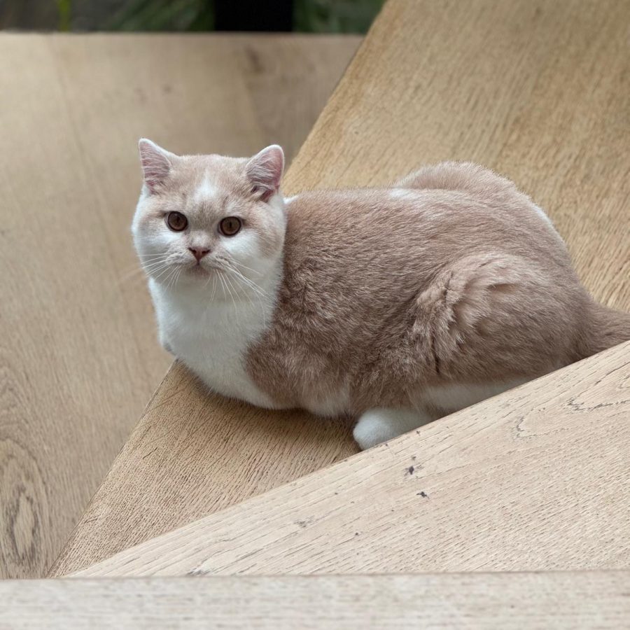 Chatterie Nîmes - élevage familial