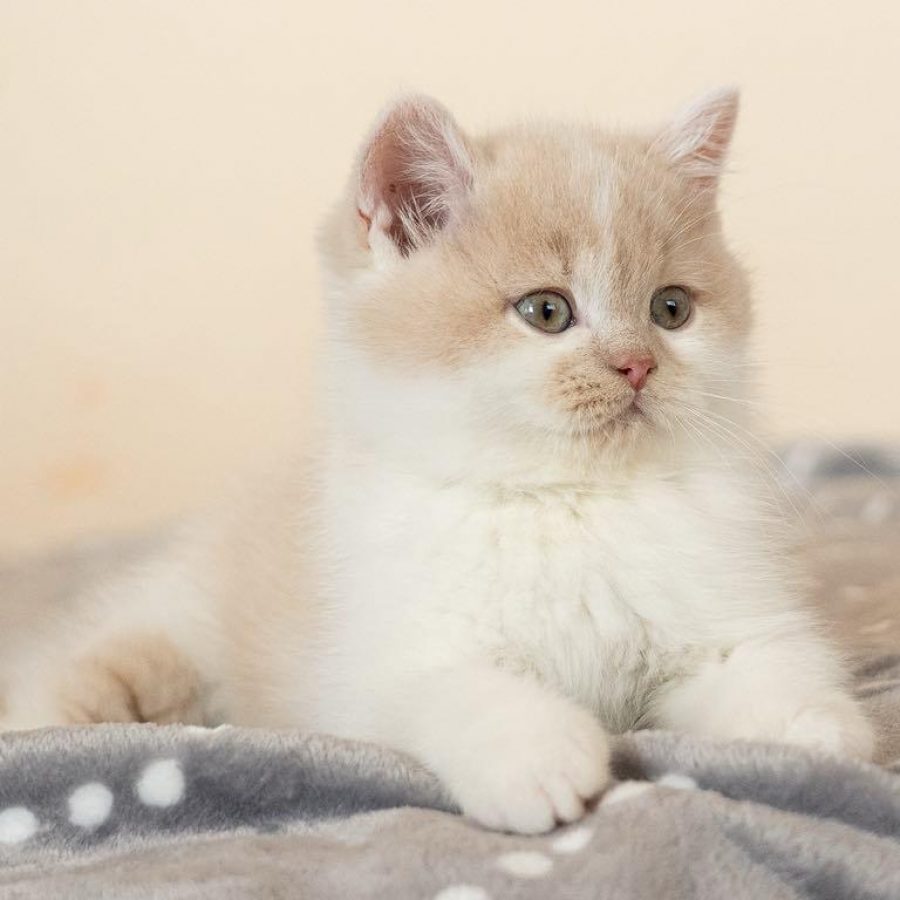 WhatsApp Image 2025-03-24 at 21.35.53