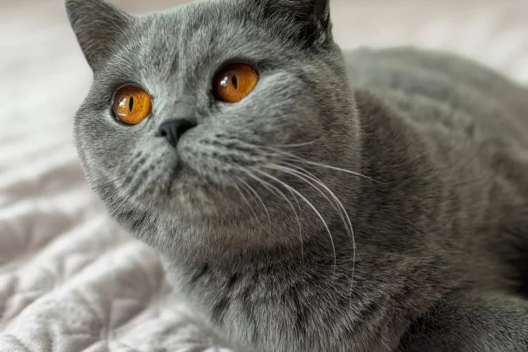 WhatsApp Image 2025-04-05 at 15.28.54 Tarif & conditions British Shorthair