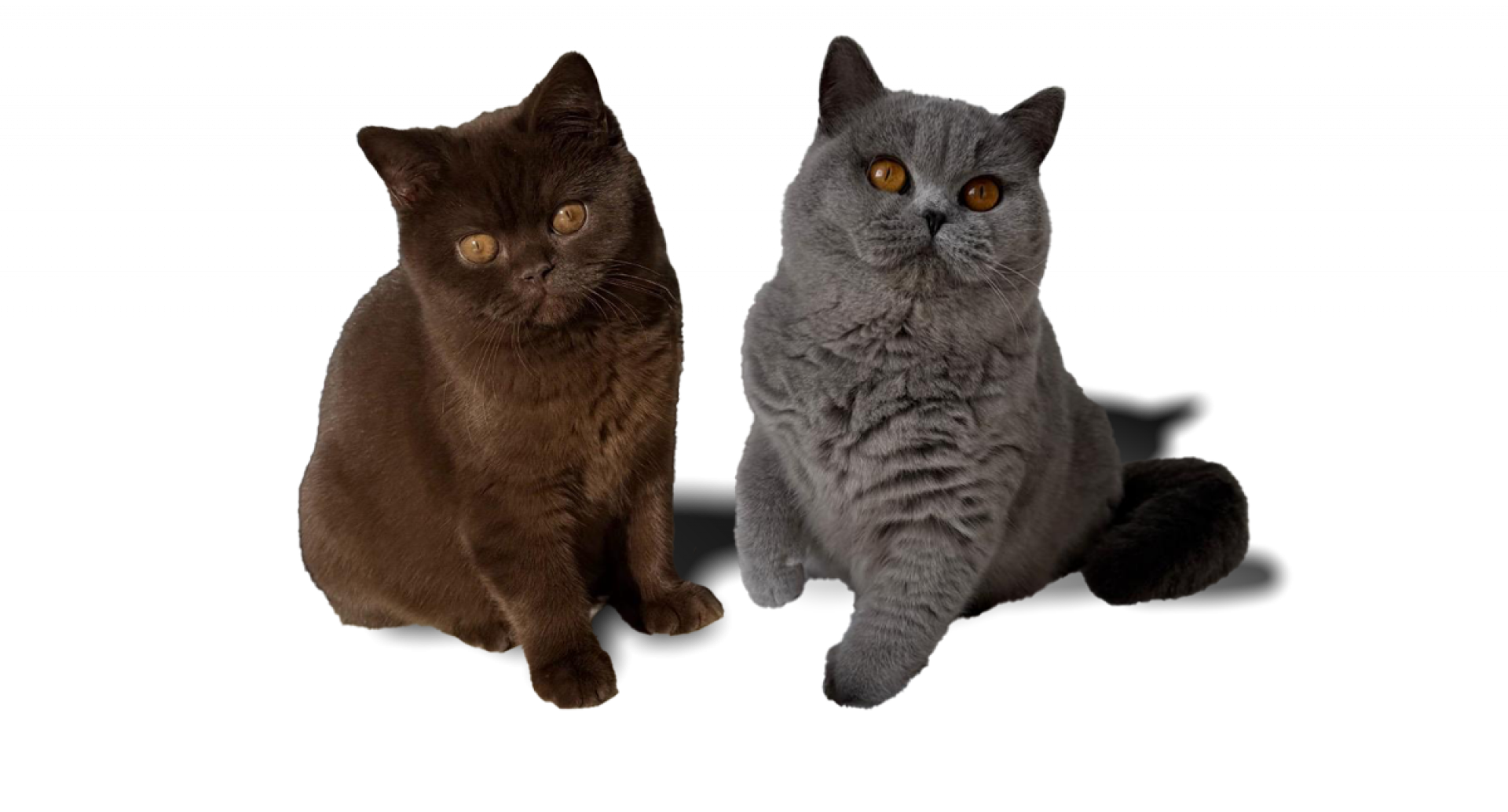 WhatsApp Image 2026-01-18 at 11.06.37