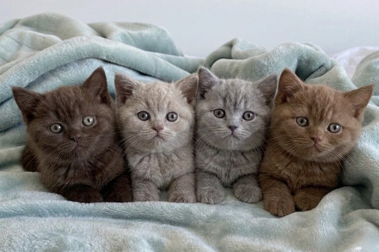 chaton 7