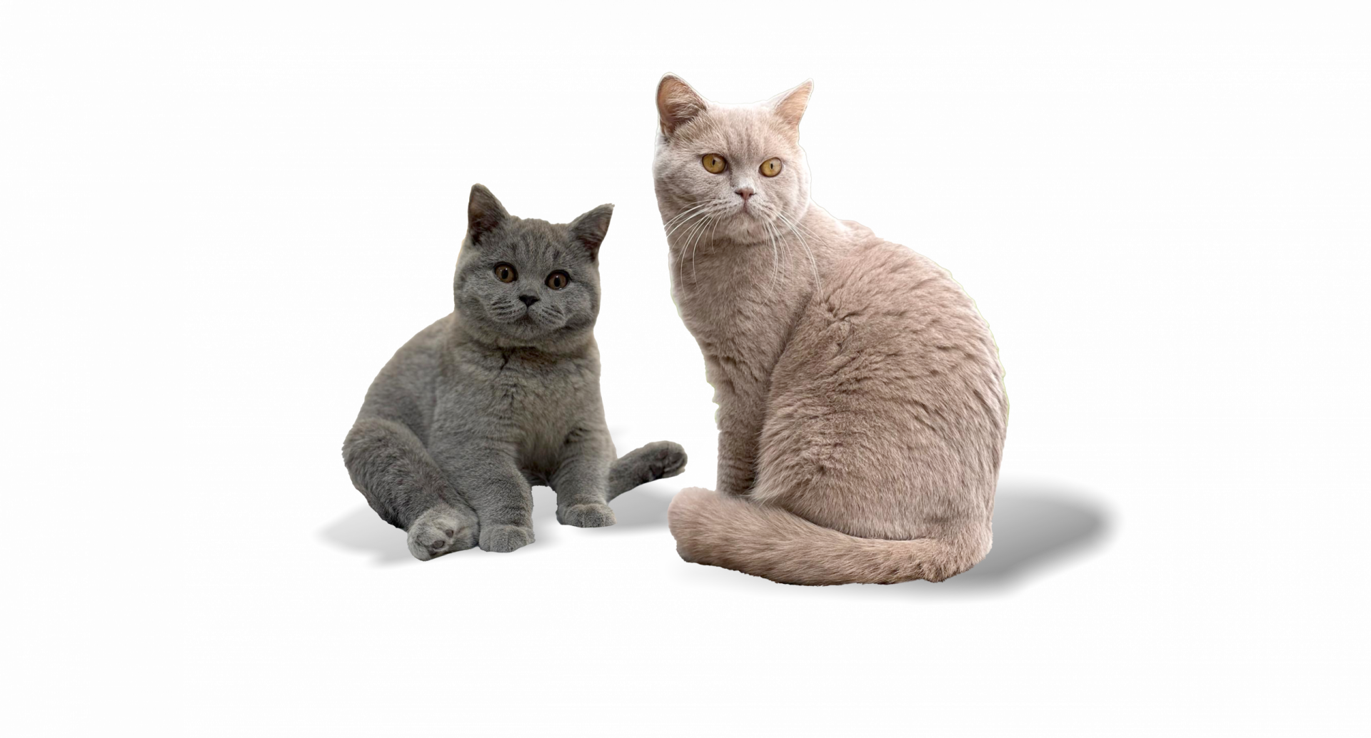 Vente et élevage chat british shorthair Nîmes Vente et élevage chat british shorthair Nîmes